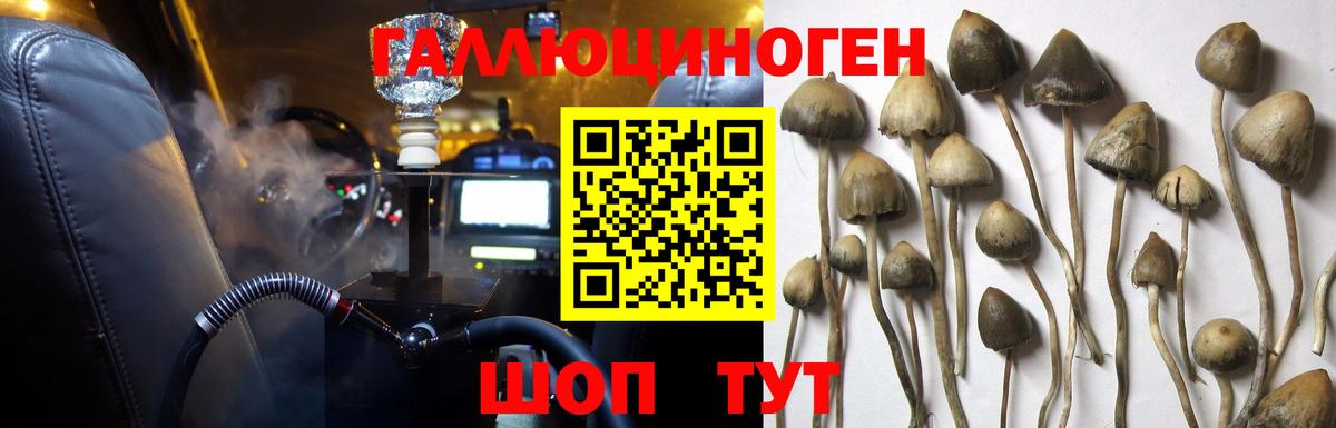 Псилоцибиновые грибы Psilocybe  Вход с VPN  сколько стоит  Ковров 
